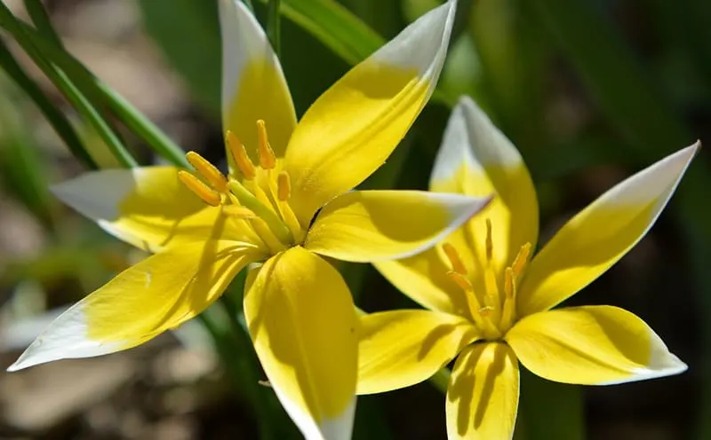 yellow star tulip