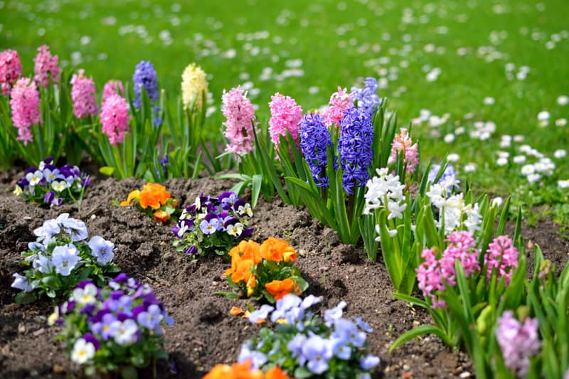 hyacinth flowers close-up in the garden