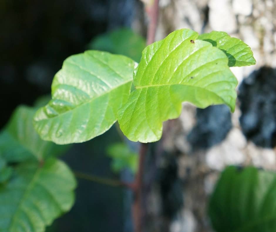 Find out the best way to kill poison oak