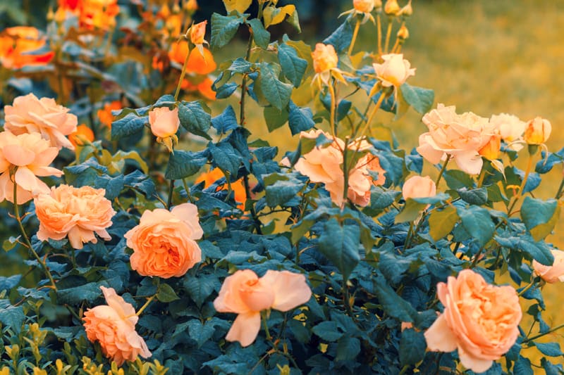 Vintage colored rose bush in the garden