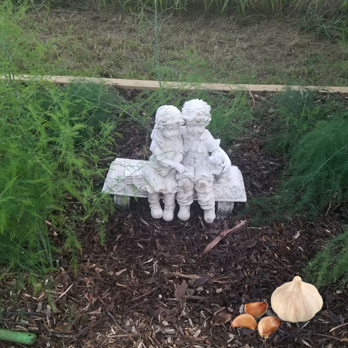 Cute white statue in the asparagus bed, and a head of garlic.