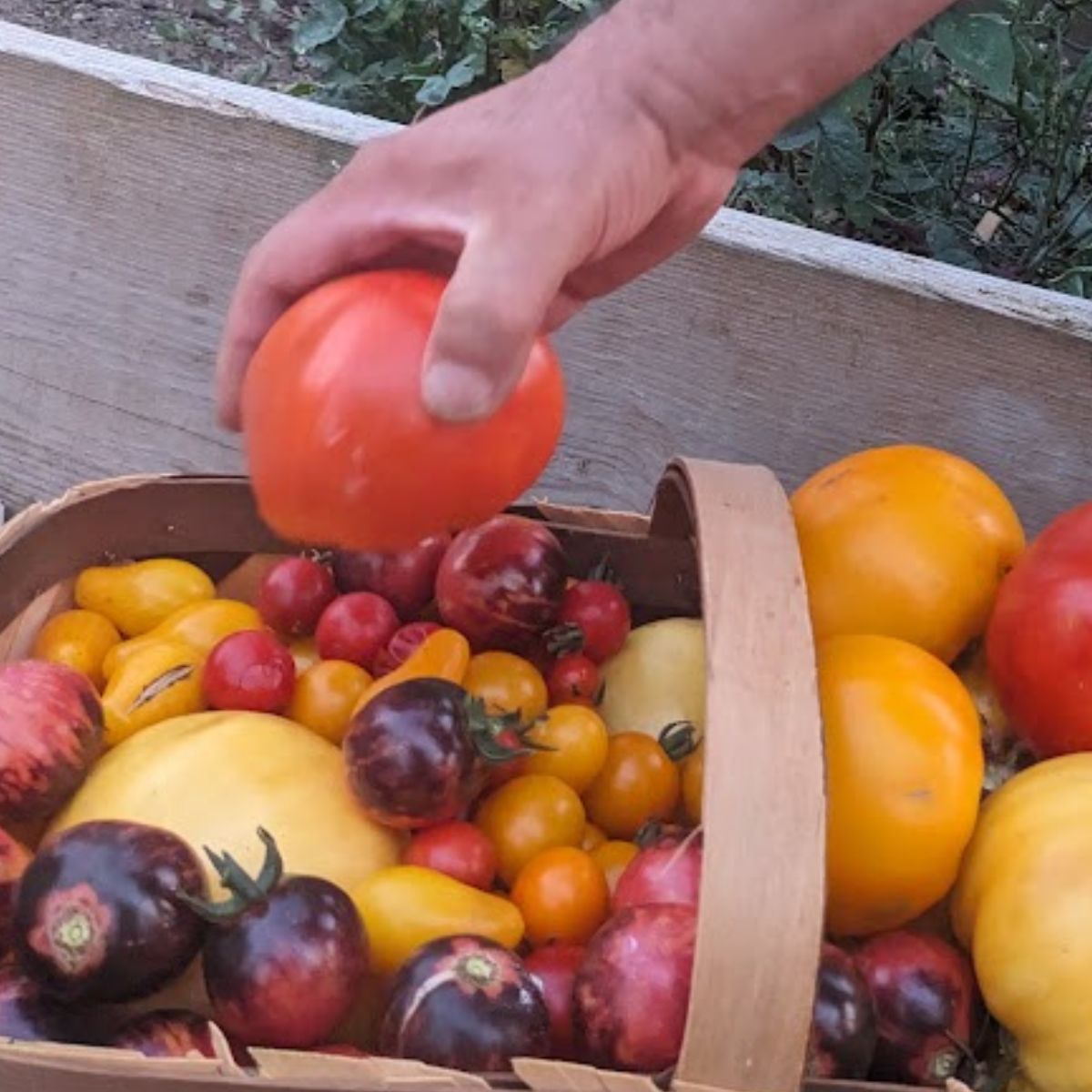 A man's hand adding a red tomato to a basket full of colorful tomatoes of all sizes.