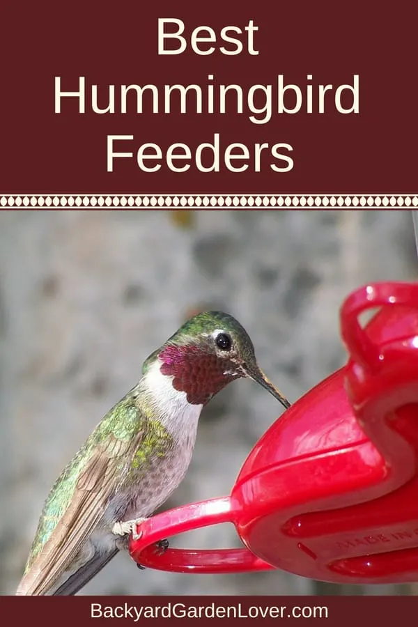 Hummingbird eating from red feeder