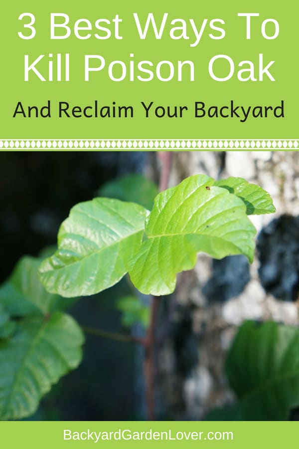 3 best ways to kill poson oak and reclaim your backayrd