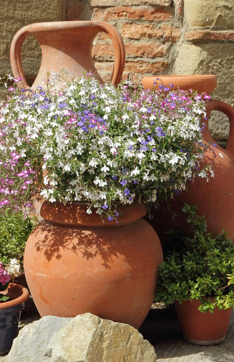 ceramic planter with lobelia