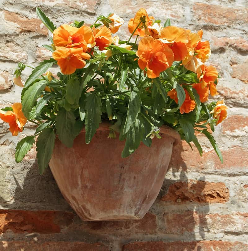 ceramic planter with yellow flowers