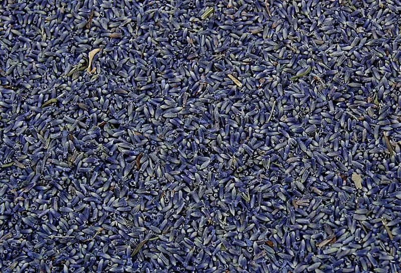 dried lavender ready for making sachets, tea, soaps, and other homemade projects
