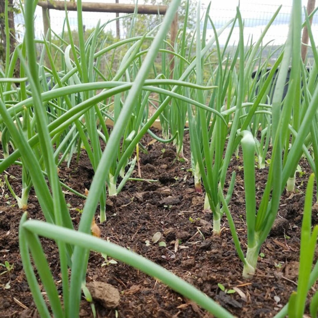 8 Great Companion Plants For Parsley (And 4 To Avoid)