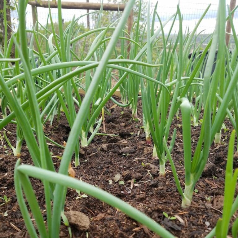 green onions.