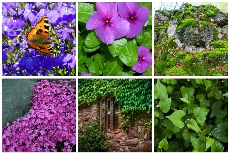 Colorful ground covers