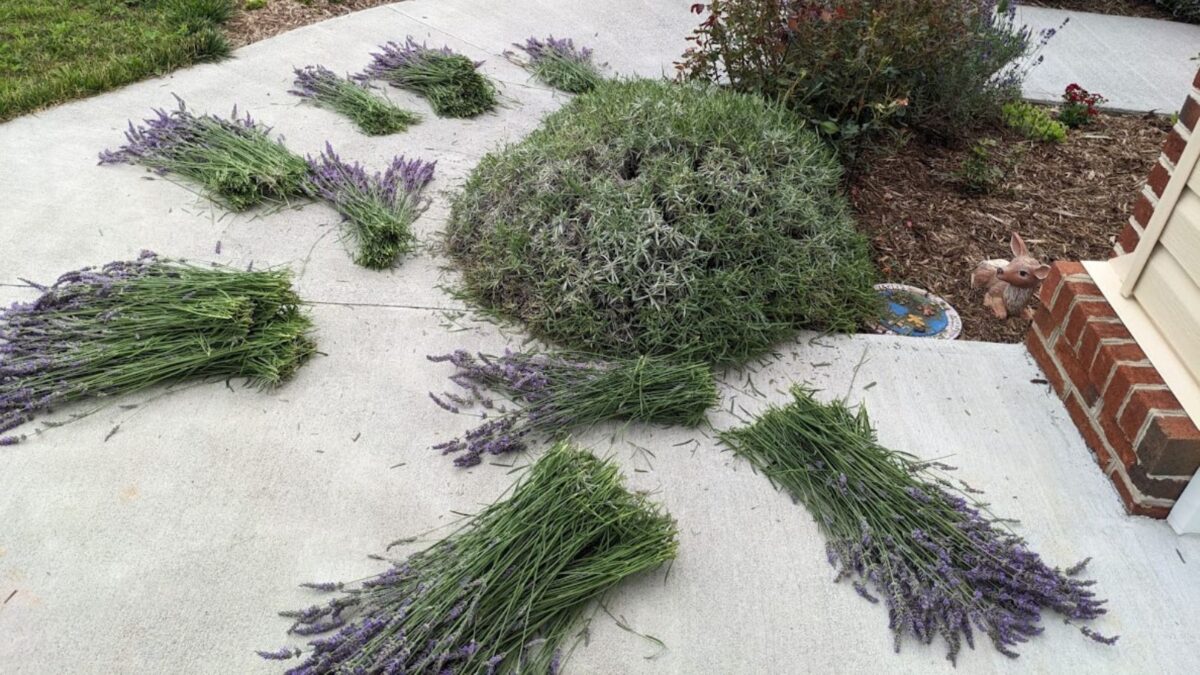 just harvested the flowers of a large lavender plant. 