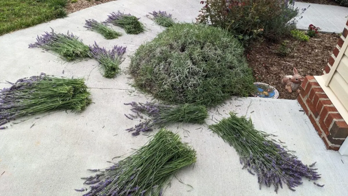 just harvested the flowers of a large lavender plant.