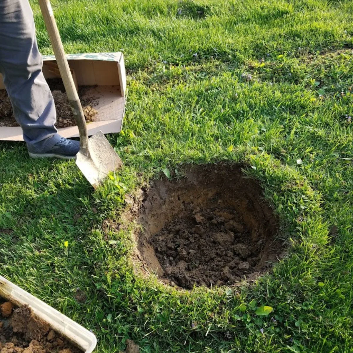 a hole ready for planting a tree. 