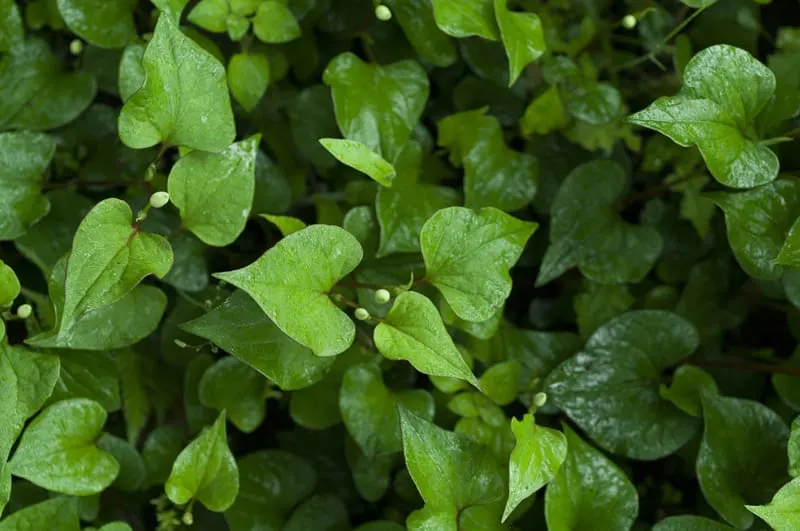 houttuynia cordata chameleon plant