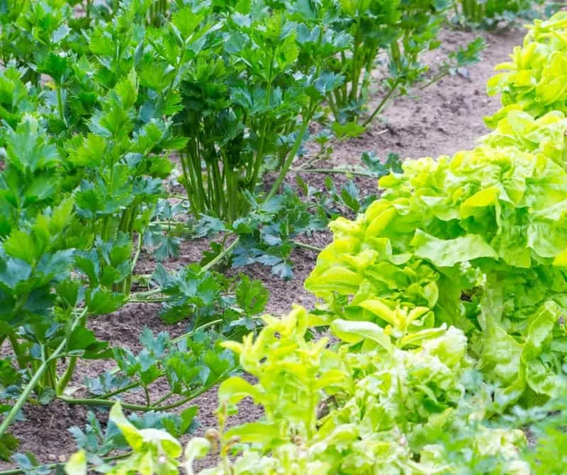 celery and lettuce growing in the garden