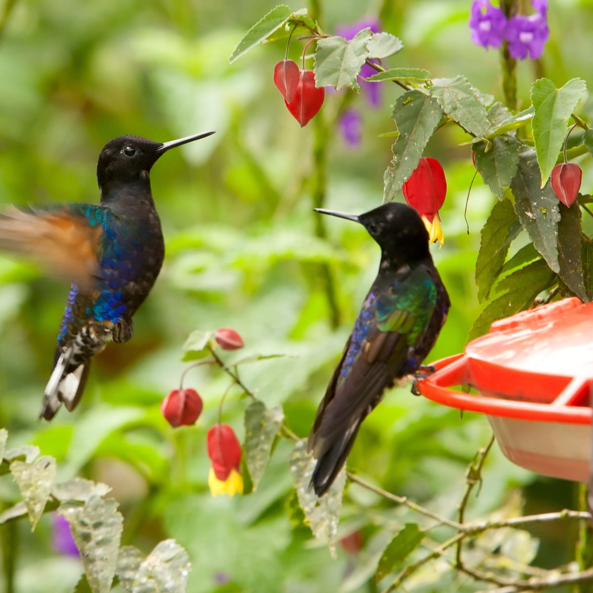 hummingbirds gathered around a feeder, and surrounded by lush vegetation.