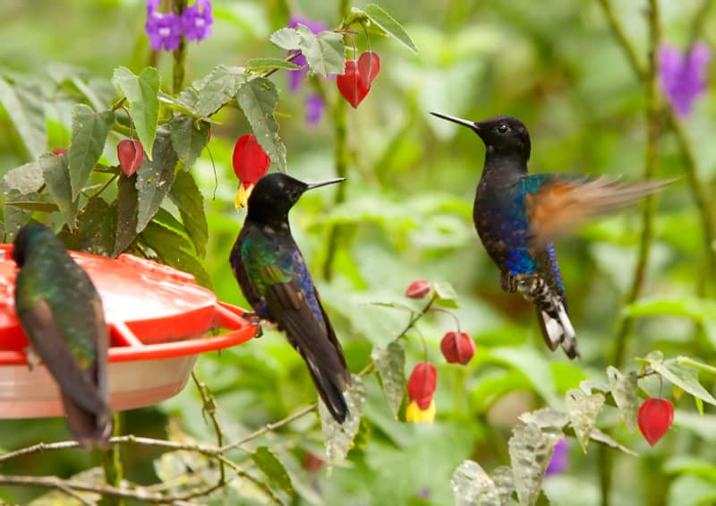hummingbirds at the feeder