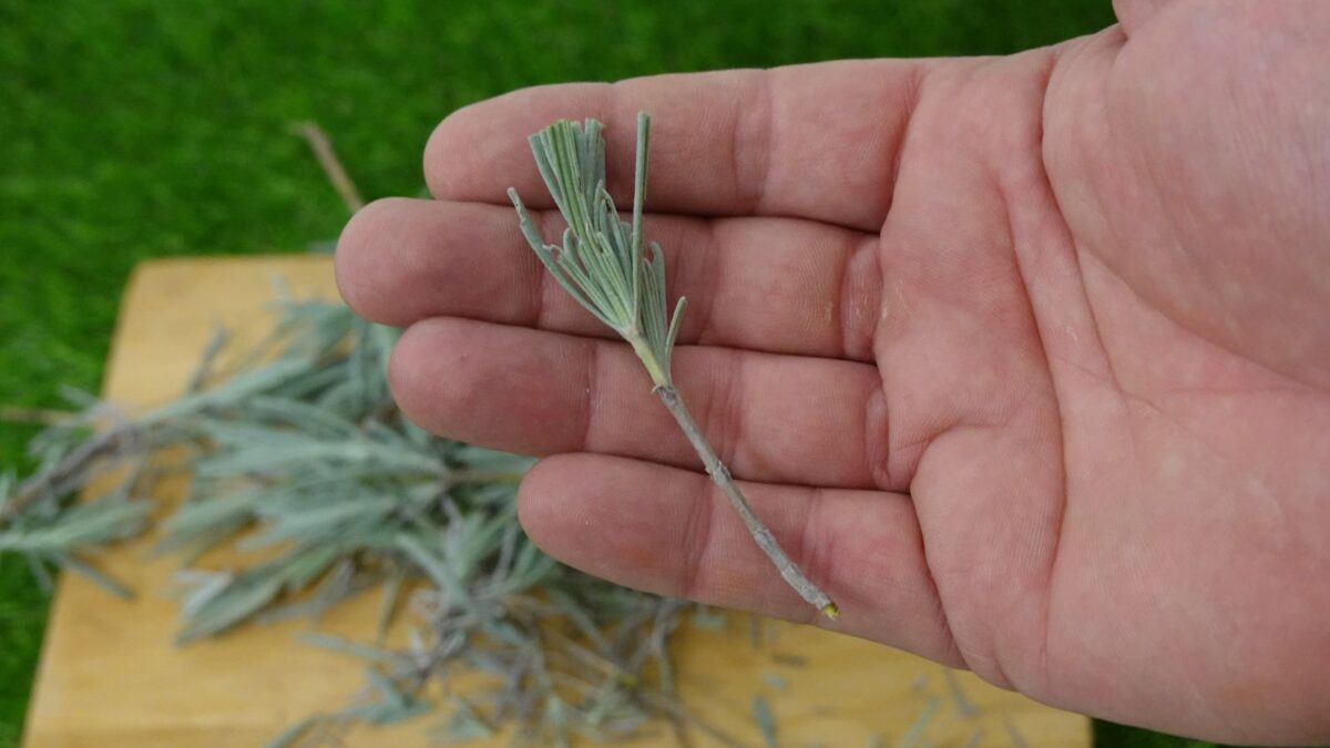 Man holding lavender branch for propagation by cuttings.