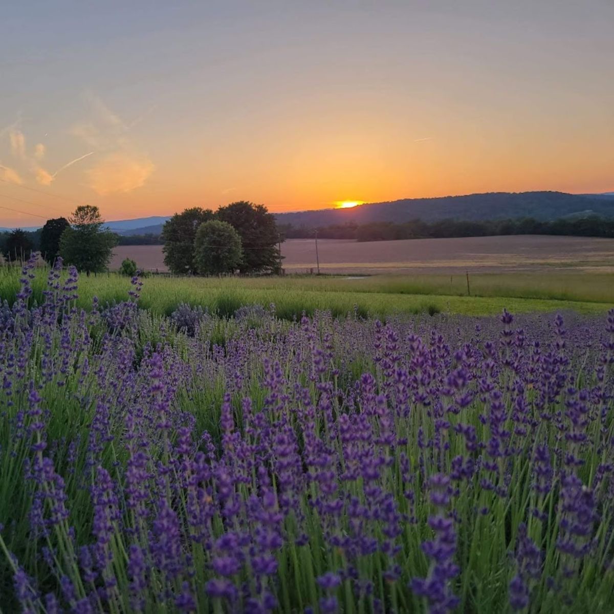 Lavender field at sunset. 