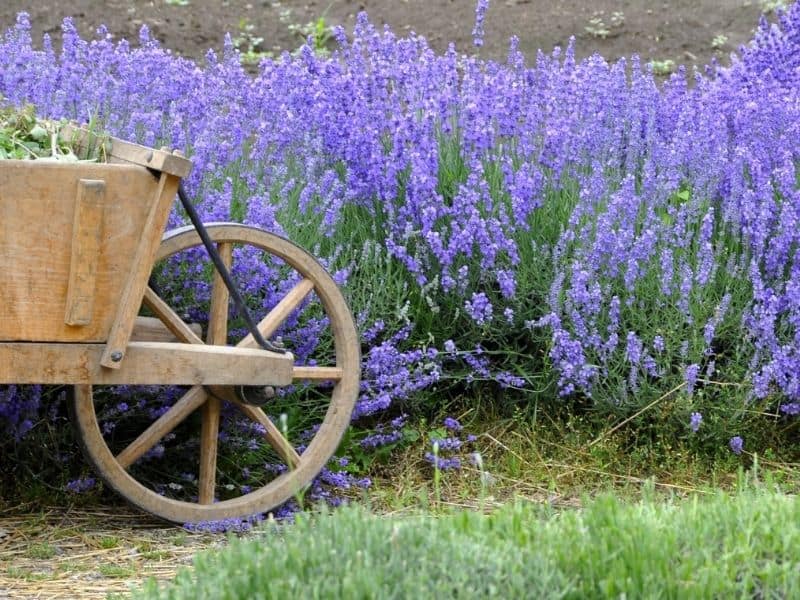 How To Grow Lavender Guide