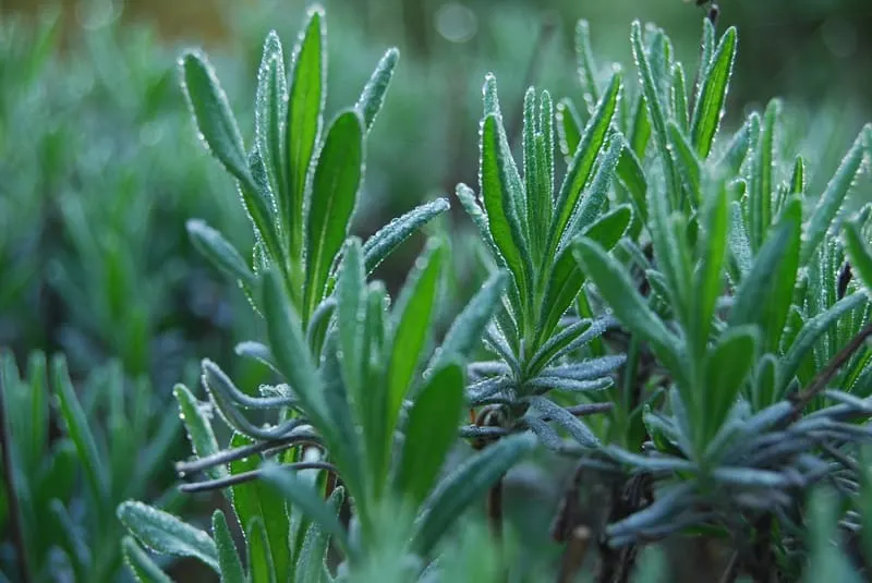 fresh, crisp, deliciously smelling lavender plants