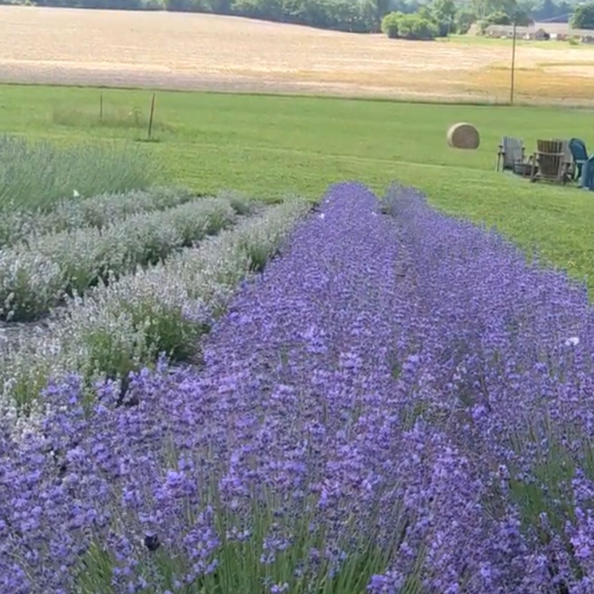 rows of lavender on a hill, full of butterflies.