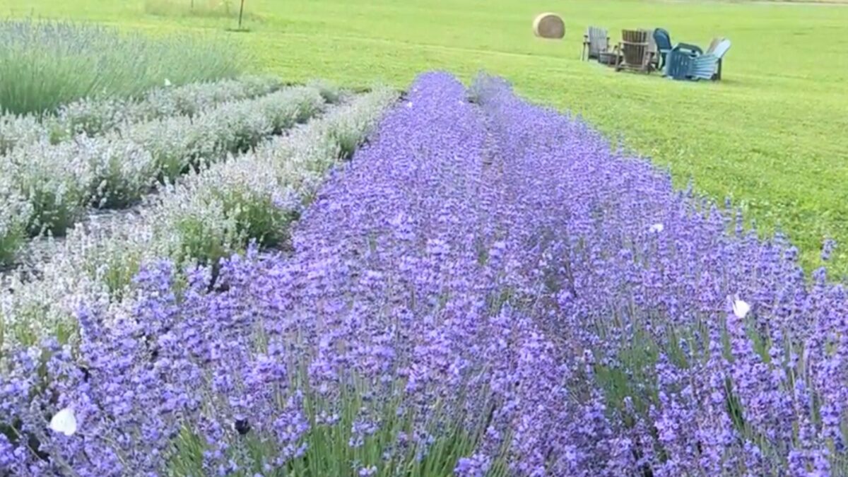 rows of lavender on a hill, full of butterflies.