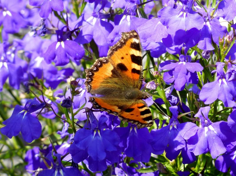butterfly feasting on lobelia flowers