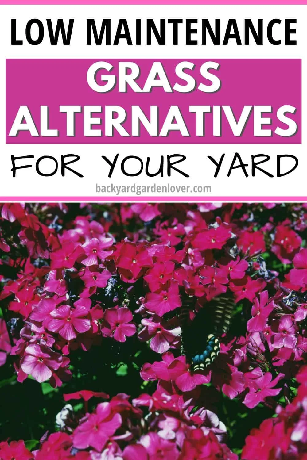 Low maintenance grass alternatives for your yard