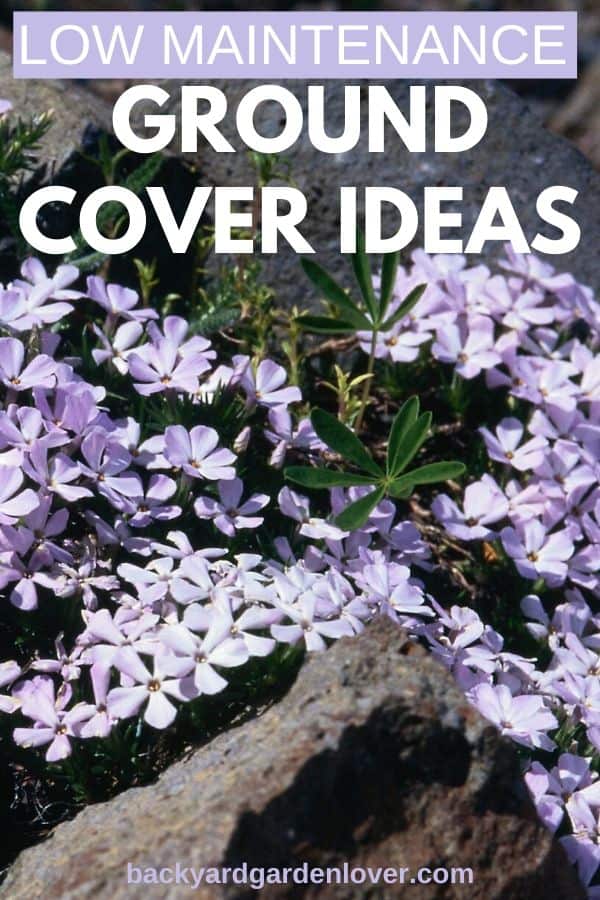 lavender phlox groundcover