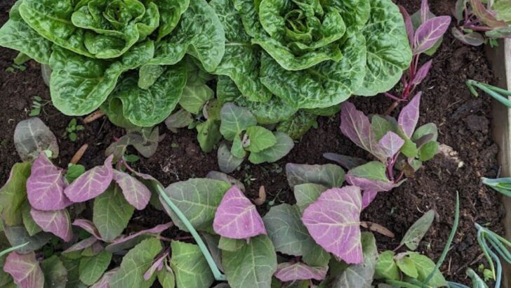 10 Tips For Getting The Most From Your Garden