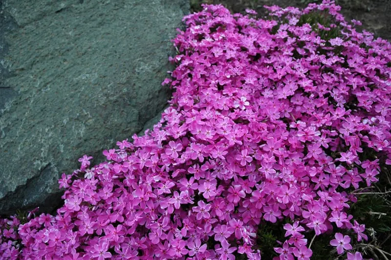 pink phlox groundcover