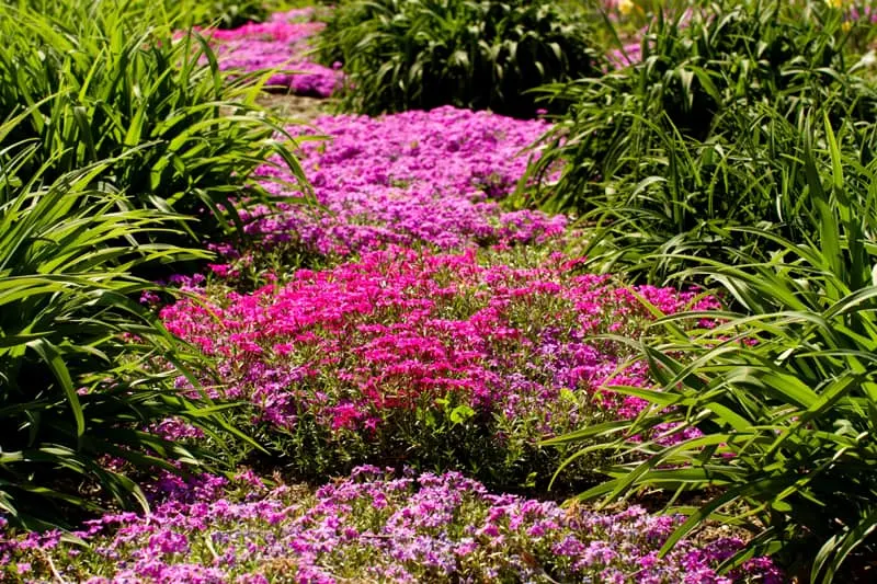 Pink Flower Bed