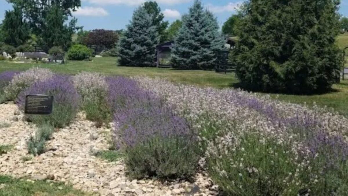 pink and purple lavender in bloom at a lavender farm in Harrisonburg Virginia.