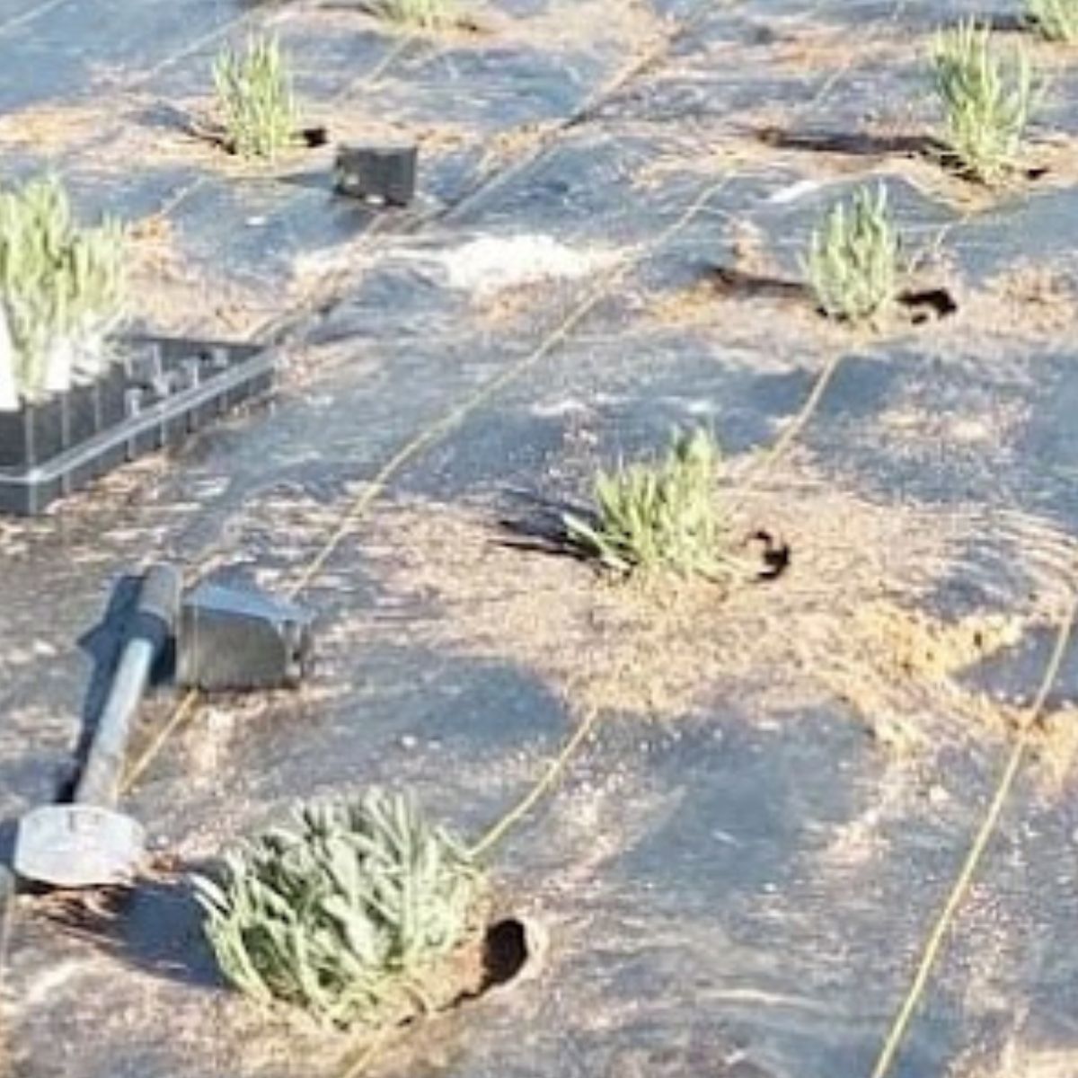 planting lavender