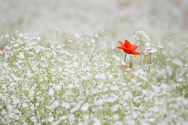 red poppy in the middle of white flowers field