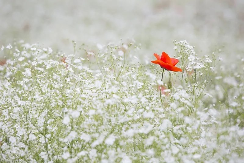 red poppy in the middle of white flowers field