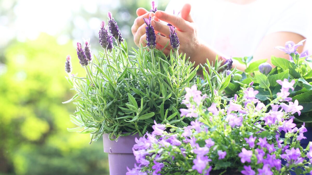 potted-lavencder