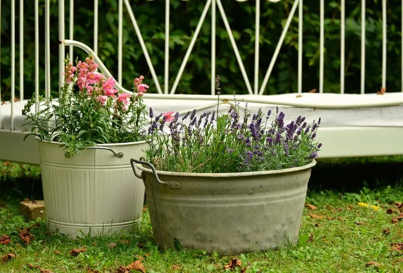 potted lavender plants