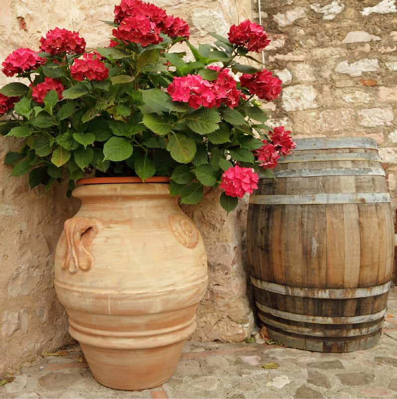 red hydrangea ceramic planters