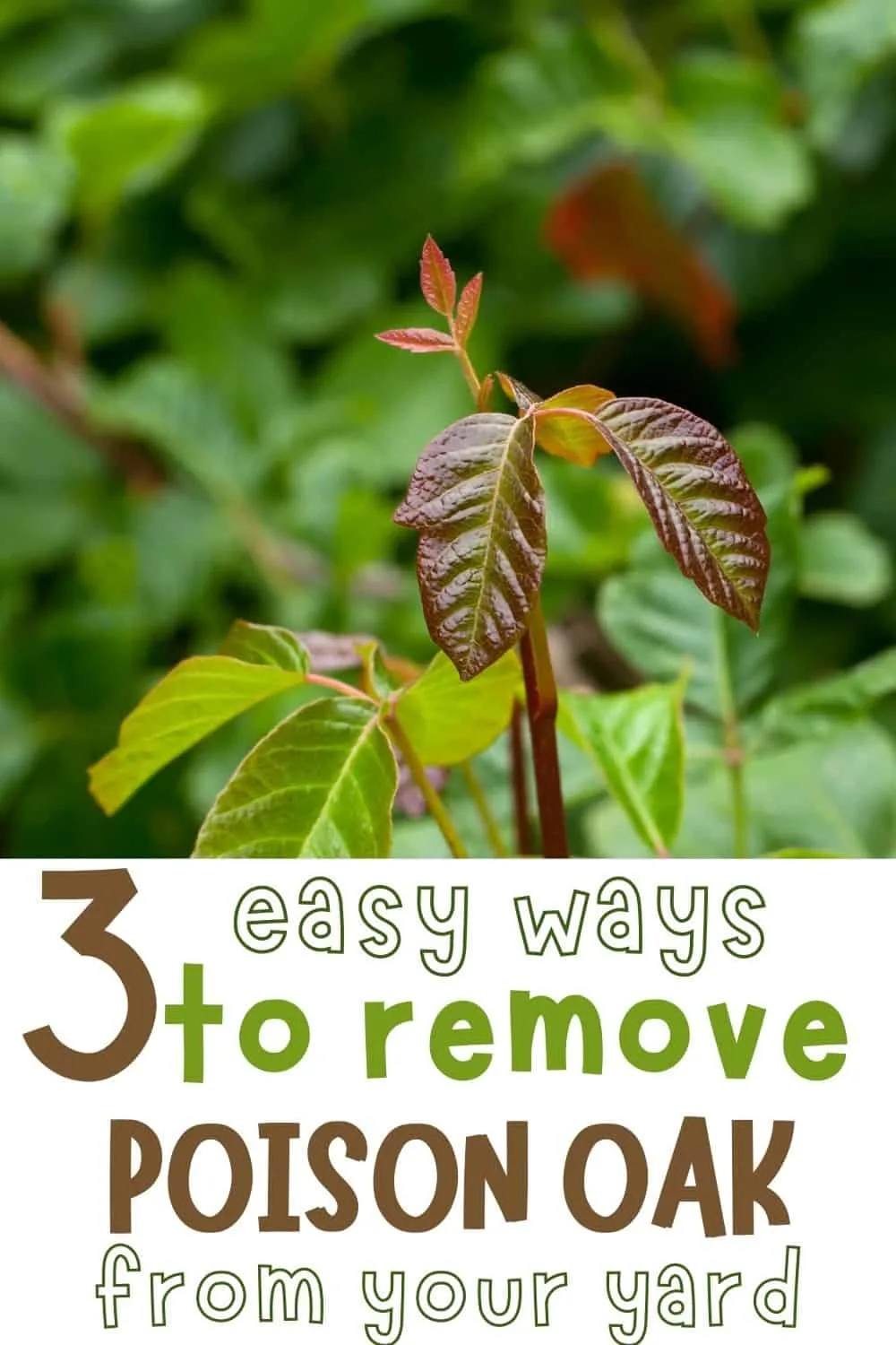 3 easy ways to remove poison oak from your yard