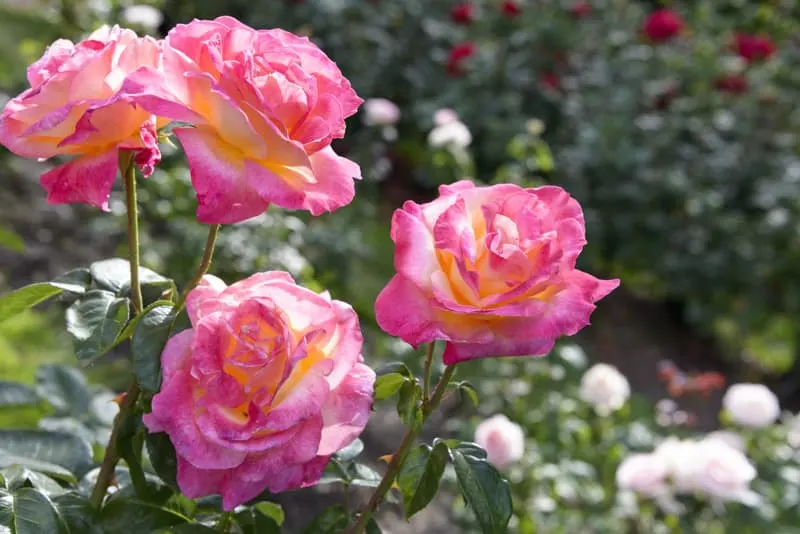 beautiful pink roses