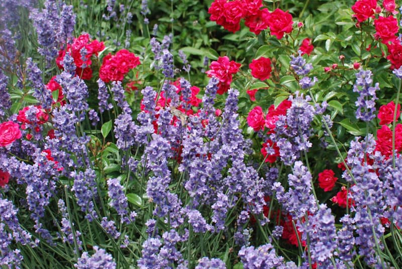 Lavender and red roses
