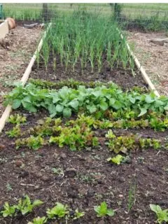 Spring vegetables growing in a raised bed.