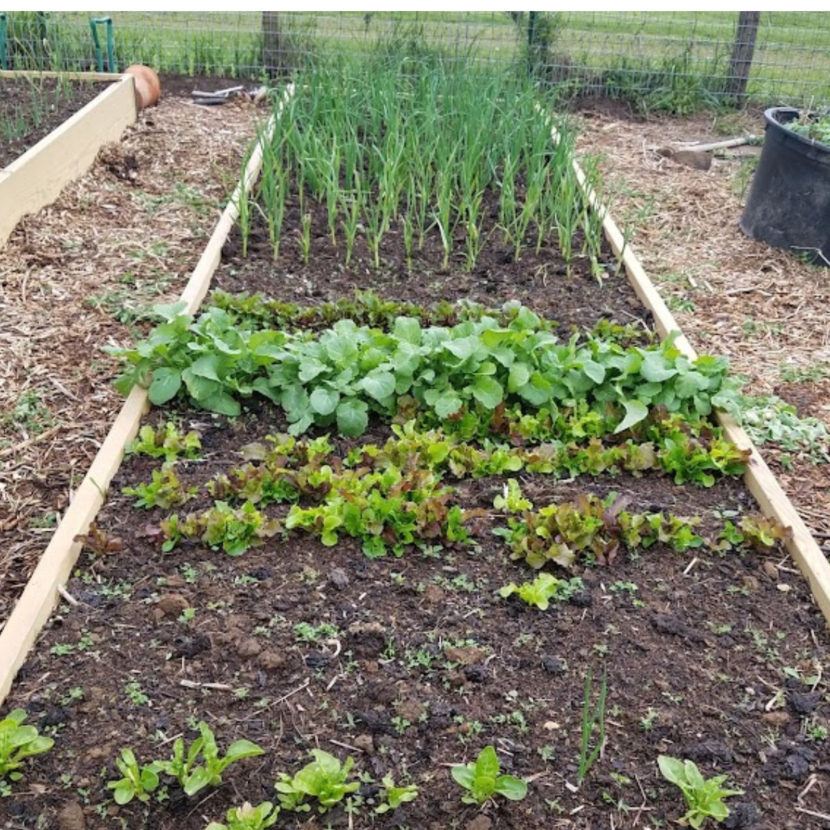 Spring vegetables growing in a raised bed. 