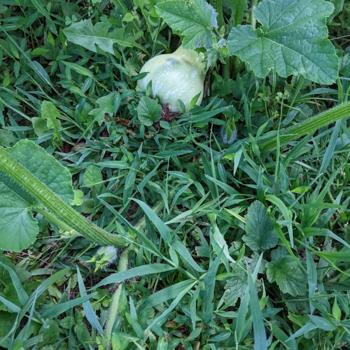 Baby squash surrounded by weeds.