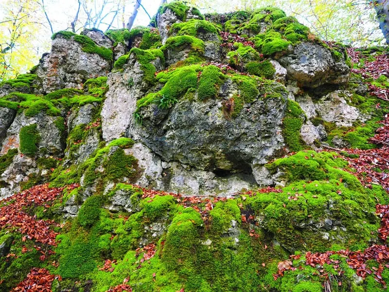 stone moss over a rocky cliff