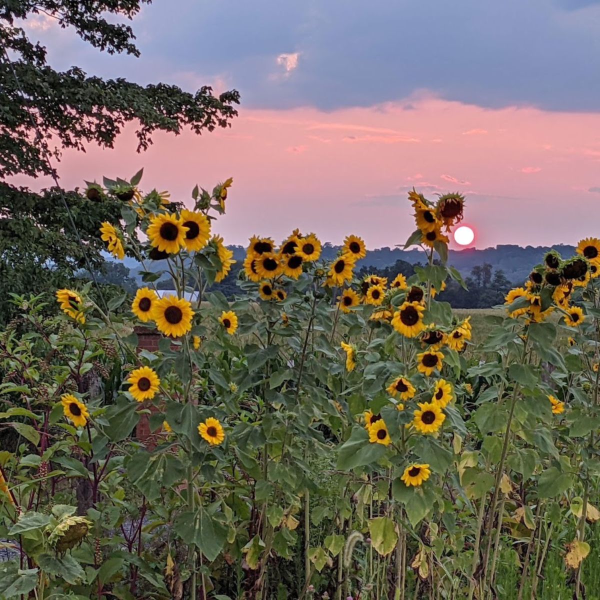 sunflowers with the sun setting in the background.