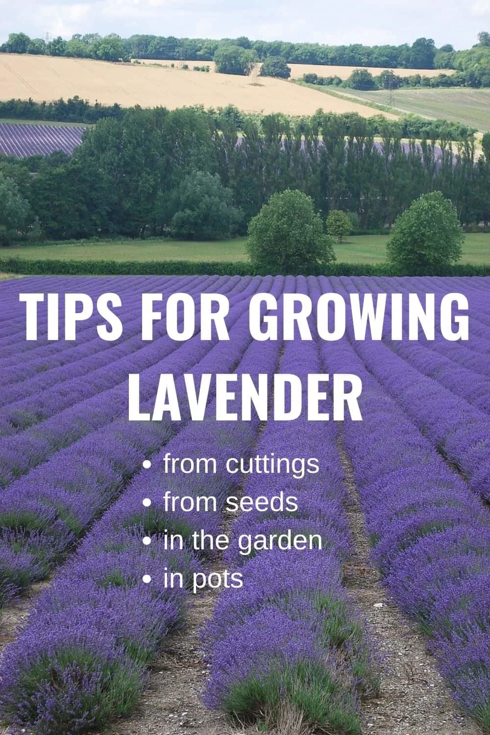 tips for growing lavender: from cuttings, from seeds, in the garden, and in pots