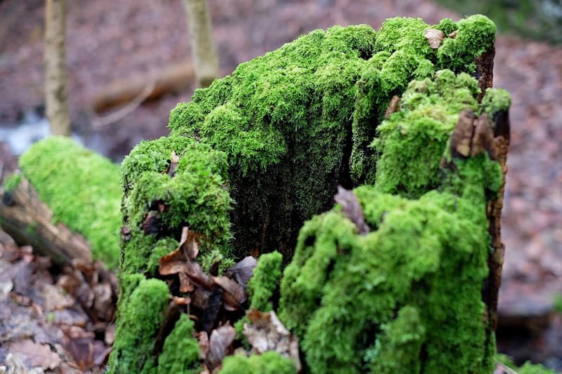 tree stump moss